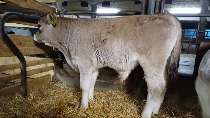 Tiroler Grauvieh Stierkalb