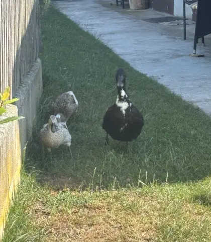 Enten, Erpel