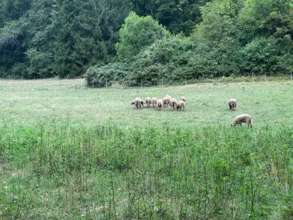 20-25 Schafe von 6 Mon. bis ca. 4 Jahre (20 weibl.) abzugeben