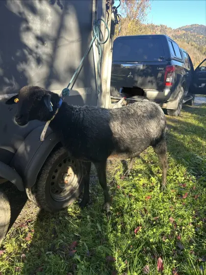 Verkaufe 1 Jahr altes Steinschaf