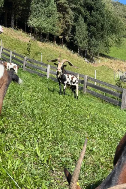 Tauernschecken-Bock Jupp