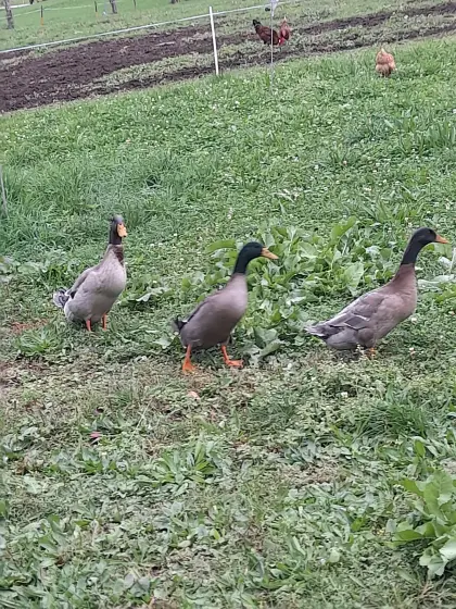 Enten