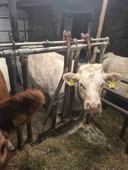 Charolais x Fleckvieh Kälber, weiblich