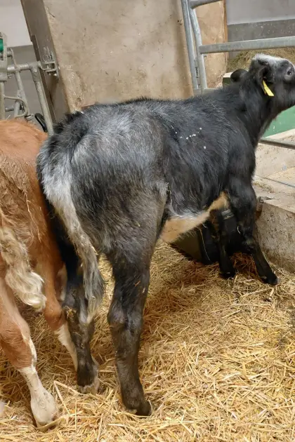 Kalb