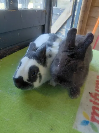Zwergkaninchen