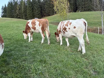 2 belegfähige Fl. Kalbinnen