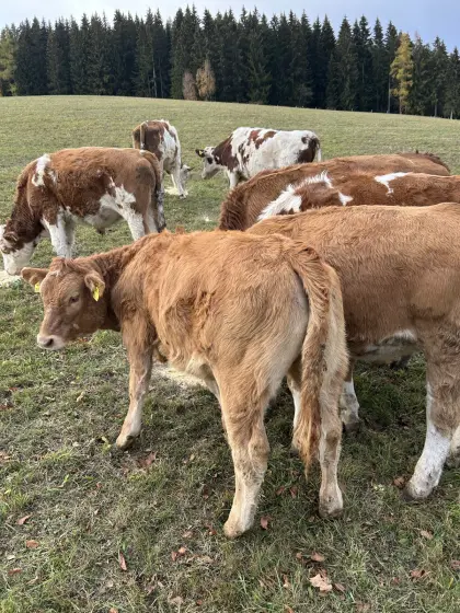 Kuhkalb Limo