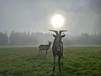Tauernscheckenbock