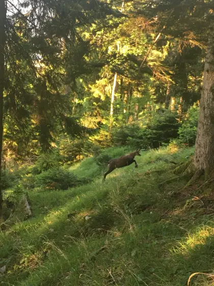 Familie sucht Wald, Bezirk Braunau (Perwang)