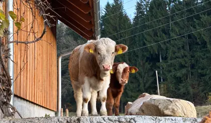 Suche Landwirtschaft, Hofstelle für Pacht oder Kauf