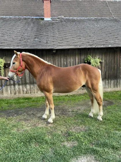Haflinger Hengst 2 1/2-jährig Saphir