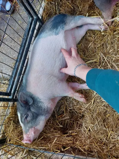 Mikroschweine