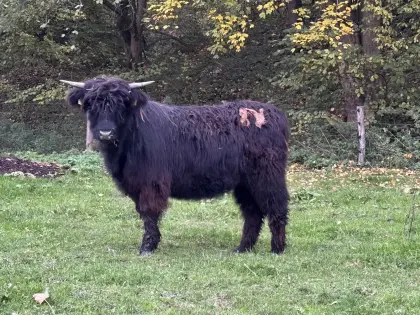 Hochlandrind-Kalbinnen ca. 1 Jahr