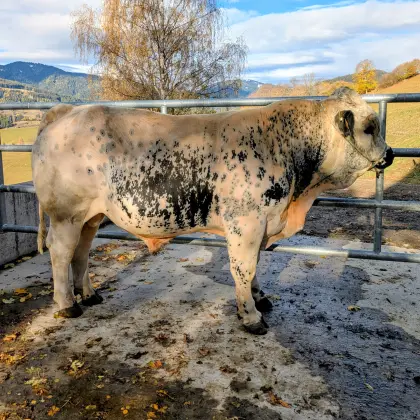 Pustertaler Sprinzen Stier