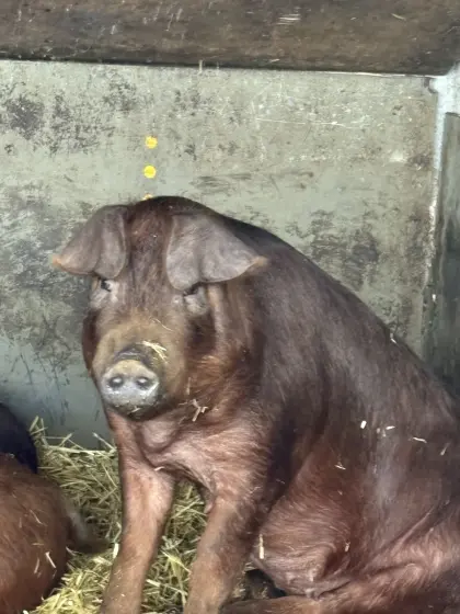 Verkaufe reinrassige Duroc Jungsauen