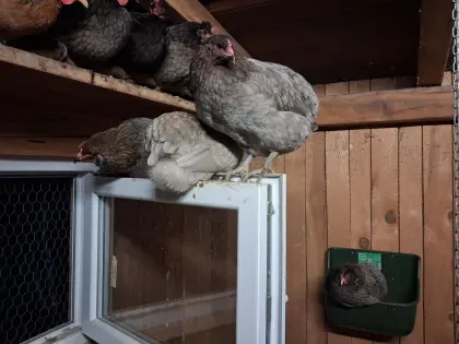Araucana-Hühner (Grünleger)