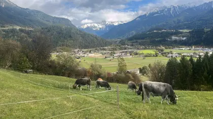 Jungochse zu verkaufen