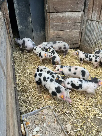 Bunte Bentheimer Ferkel