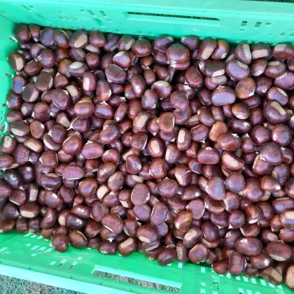 Südtiroler Edelkastanien (Marroni)