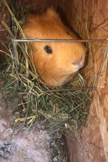 Meerschweinchen
