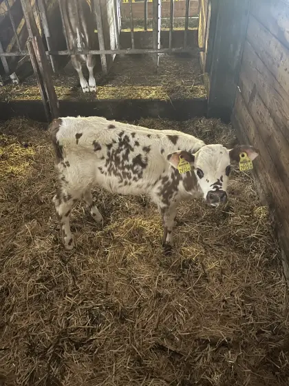 Bio-Normande-Stierkalb