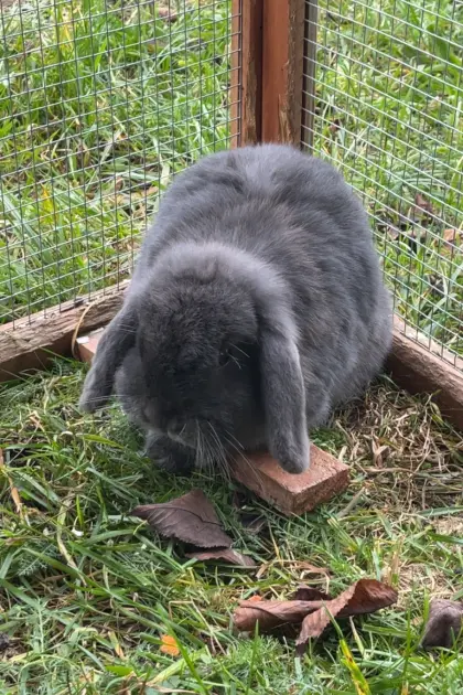 Hase zu verschenken