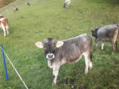Grauviehkalb zu verkaufen