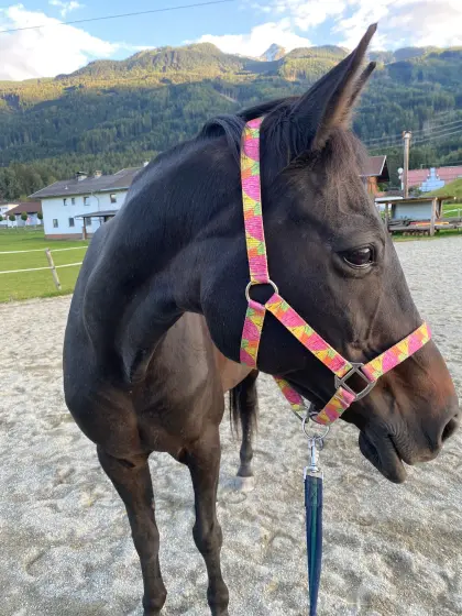 Reitbeteiligung für unsere Minnie gesucht