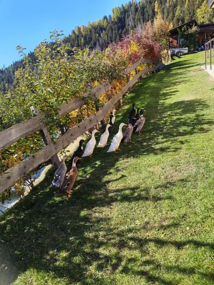 Laufente männlich