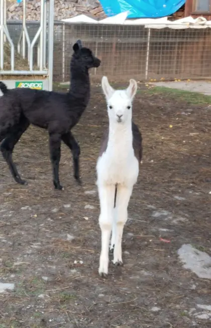 Lamas, 8 Stk.