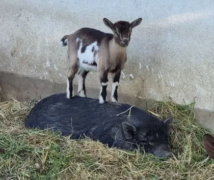 Zwergziegen