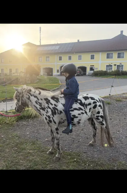 Pony-Stute