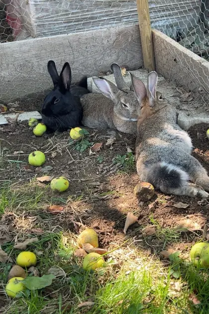 Drei liebe Hasen zu verkaufen