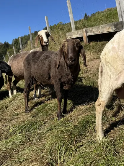 Braunes Bergschaf