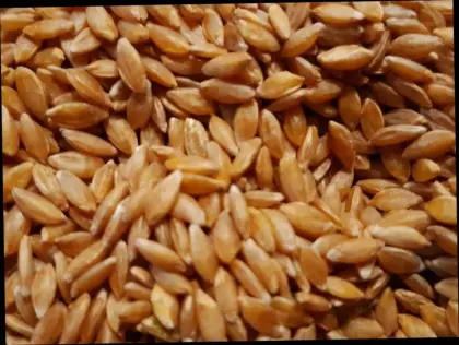Bio Einkorn