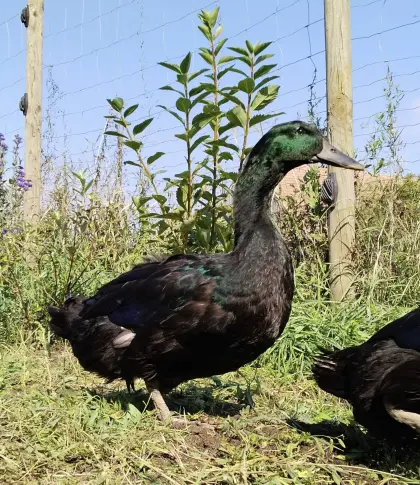 Cayuga-Enten