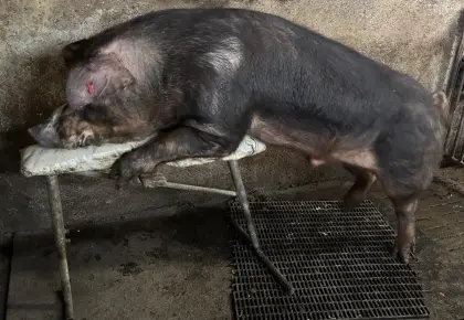 Reinrassiger Duroc-Zucht-Eber