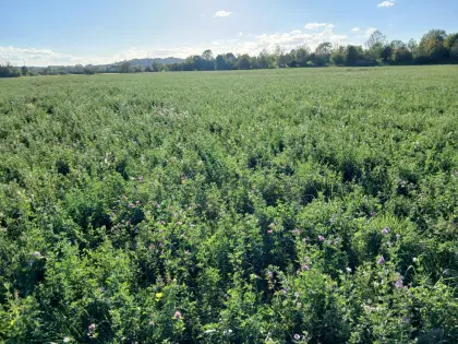 Verkaufe Bio-Luzerneheu sowie Luzernepellets, Heuballen