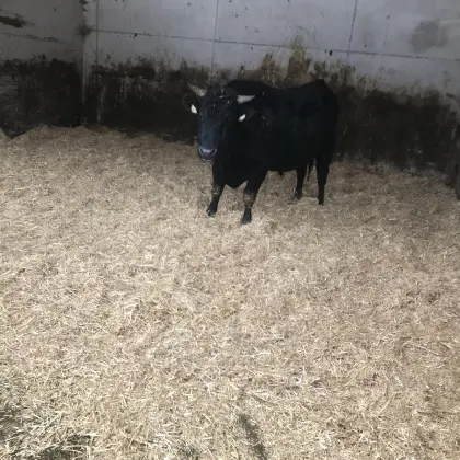 Wagyu-Stier, reinrassig (Bio)