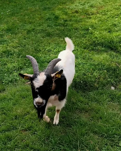 Zwergziegenbock