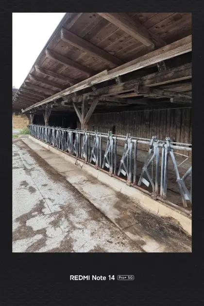 Aufstallung Rinder
