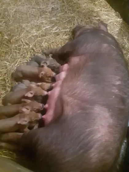 Reinrassige Duroc-Ferkel