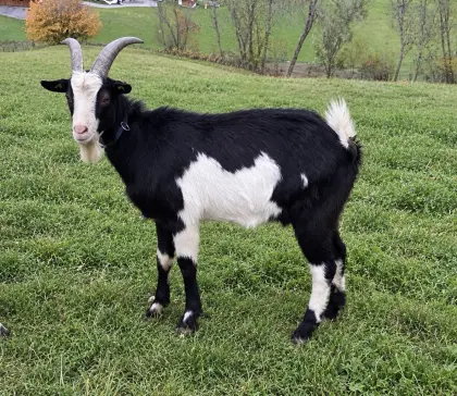 Tauernschecken-Bock