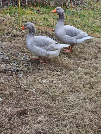 Lockengänse