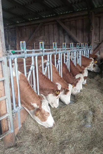 3 Bio-Kalbinnen für Mutterkuh