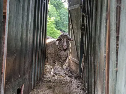 Suchen dringend Heu und/oder Silageballen