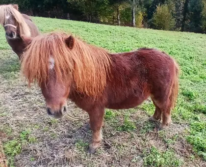 Shetty-Pony-Hengst