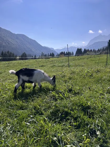 2 Pfauenziegenkitze