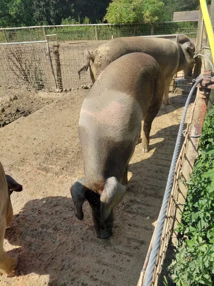 Freiland-Schlachtschweine