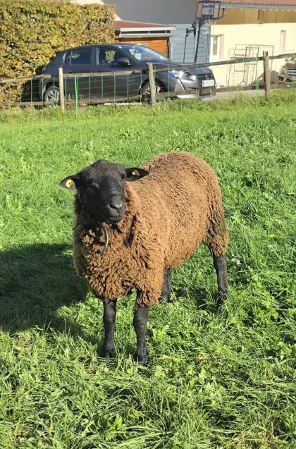 Jura-Bock, 3-jährig, günstig abzugeben